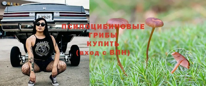 что такое   Городец  Псилоцибиновые грибы Psilocybine cubensis 