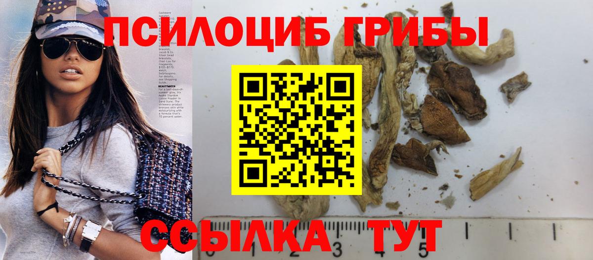 купить   Городец  Псилоцибиновые грибы Psilocybine cubensis 